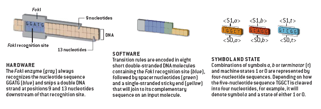 Molecular Automaton